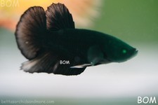 ULTRA RARE HULK  IGREEN EYED BETTA MALE HMPK GOLDEN GHOST EMERALD | BOM-B278 picture