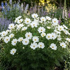 COSMOS PURITY Cosmos Bipinnatus - 500 Bulk Seeds picture