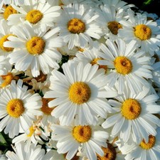 Shasta Daisy Seeds | Heirloom / Non-GMO | | Flower Seeds | 1178 picture