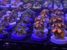 Zoa Paly Coral 8 Pack Designer & Collector Morphs Overnight Shipping Included picture