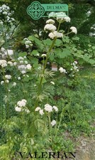 Valerian Plant (Valeriana officinalis) Garden Heliotrope - All-heal - Herb Plant picture