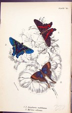 Old Print Ancyluris Meliboeus Myrina Silenus Butterflies 1896 Lloyd Kirby 19th picture