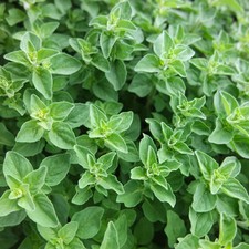 Greek Oregano Seeds | 2,000 Seeds | Heirloom / Non-GMO |  | 1142 picture