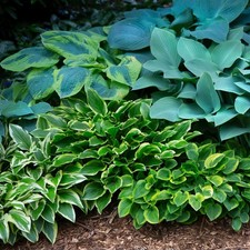 Hosta Bumper Crop Mix 10-30 Plant Roots - Summer Blooms, Foliage for Shade picture
