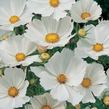 Cosmos Purity Seeds 100 Ct White Flower USA SELLER  BUTTERFLIES picture