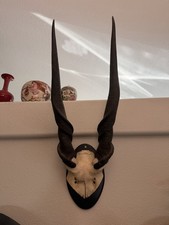 Common Eland Bull Horns And Skull Mount 27” Spiral Horns African Taxidermy Troph picture
