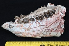 Fossil Oreodont Mandible, Jaw, Merycoidodon, Badlands, South Dakota, Oligo O1627 picture