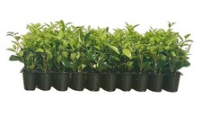 Ligustrum Waxleaf Privet | 20 Live 2 Inch Plants | Ligustrum japonicum | Hardy picture