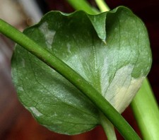 Rare Monstera Contorted Mutant Thai 20