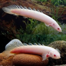 2-Pack Albino Senegal Bichir 2.5-3.0” – Live Freshwater Predator Fish for Aquari picture