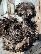 One Dozen (12) Cuckoo Silkie Chicken Hatching Eggs •  NPIP • UPS 2 Day Air picture
