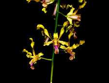 Dendrobium Thomas Bach picture