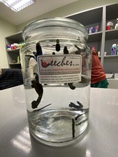 5 Live Leech Hirudo Verbana AKA “Medical Leeches” Medium Size picture