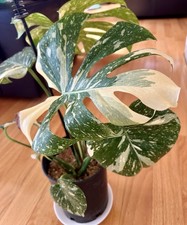 Variegated Monstera THAI Constellation EXTRA CONSTELLATED B picture