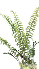 Lecanopteris luzonensis Ant Fern Rare Epiphyte. Young plants grown from Spore US picture