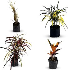 Croton Peach, Croton Picasso, Croton Zanzibar, Croton Cock Tail Yellow Liveplant picture