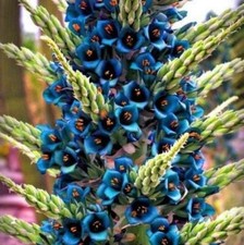 Puya alpestris, Alpestris Sapphire Tower, Very Rare - 40 Se eds picture