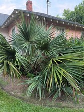 Sabal tamaulipensis – ½ Gallon – Rare Mexican Sabal Palm – Cold Hardy Fan Palm picture