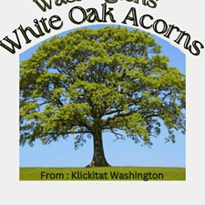 Washington White oak Acorns 2026 PIGS, SQUIRRLS, DEER FEED picture