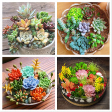 100pcs Mix Rare Succulent Seeds for Planting, DIY Bonsai Ornamental Plant picture