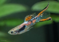 two pair (4 Endlers) 2 male 2 female, Endler's Livebearers, Guppy picture