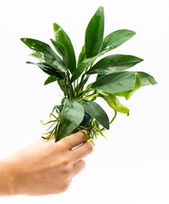 Anubias Congensis (Mother Pot)- Live Aquarium Plant, Low Maintenance, Easy Care picture