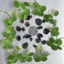 20+ Ramshorn Snails And Bladder snails Mixed Buy 2 Get 1 Free picture