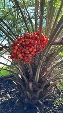 🌴 Pindo (Jelly) Palm Saplings 🌴 1x Per Order - 6-12in In Length picture