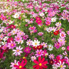 100+Dwarf Cosmos Seeds Mix Mexican Aster Colorful Garden Cosmos Flowers USA picture