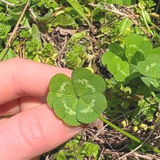 Rare Real 4 Leaf Clover 🍀 Hand Picked  picture