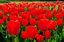 Best Red Tulip Bulbs for Planting picture