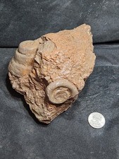 Fossilized Seashell cluster spiral shell inclusions (3 lbs 2.4 oz) picture