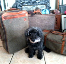 VINTAGE RETO HEARTMANN TWEED & LEATHER 3 PIECE TRAVEL LUGGAGE SET picture