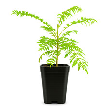 Jacaranda Tree Starter, 2 Inch Pot, Purple Flowering Tropical Plant picture