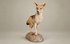 ~Museum Quality~ Black-Backed Jackal Taxidermy.  picture