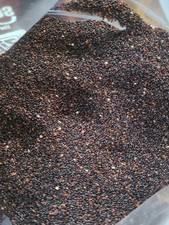 Amaranth Hopi Red No Pesticides or Chemicals. 6000 Seeds +/- Non GMO picture