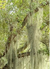 10 Gallons Picked Fresh Orlando LIVE SPANISH MOSS Airplant picture