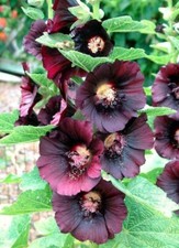 Hollyhock NIGRA Black Alcea Rosea Biennial Fall Spring Plant Non-GMO 100 Seeds picture