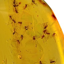 Swarm in Burmese / Burmite amber fossil / 100% genuine amber picture