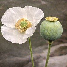 1,000 Rare Turkish White Poppy Seeds - P. Somniferum - Giant Sold White Blooms picture