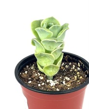 Echeveria Lovely Rose Succulents Live Plants, 4