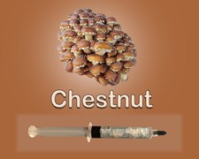 Chestnut Mushroom Liquid Culture Syringe 10ml Pholiota adiposa Gourmet Live picture