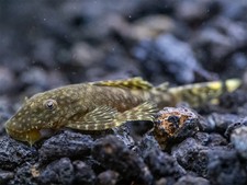 Group of Bristlenose pleco Normal or Albino Free 2 day Shipping picture
