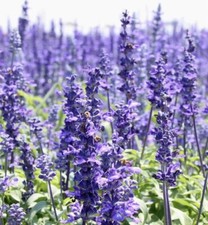 800+ HYSSOP SEEDS - officinalis Perennial Hummingbird Plant & Medicinal Non-GMO picture