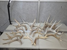 Bulk Lot 9.2lb Wild Cgrade Whitetail Deer Antler Shed Cuts Horn Decor Weathered picture