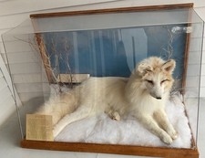 VINTAGE TAXIDERMY ARCTIC FOX WHITE WITH DISPLAY CASE picture