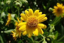 50 Arnica chamissonis seeds - Meadow Arnica Seeds - Beautiful Flower picture