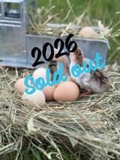14 FRESH GUINEA  FOWL HATCHING EGGS READY picture