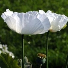2,500 Peshawar White P. Somniferum Poppy Seeds Rare Heirloom Pure White Flowers picture