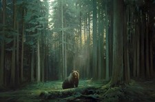 NEW Mark Maggiori Signed Print Mathó 26x18 #/448 Matho Bear Forest picture